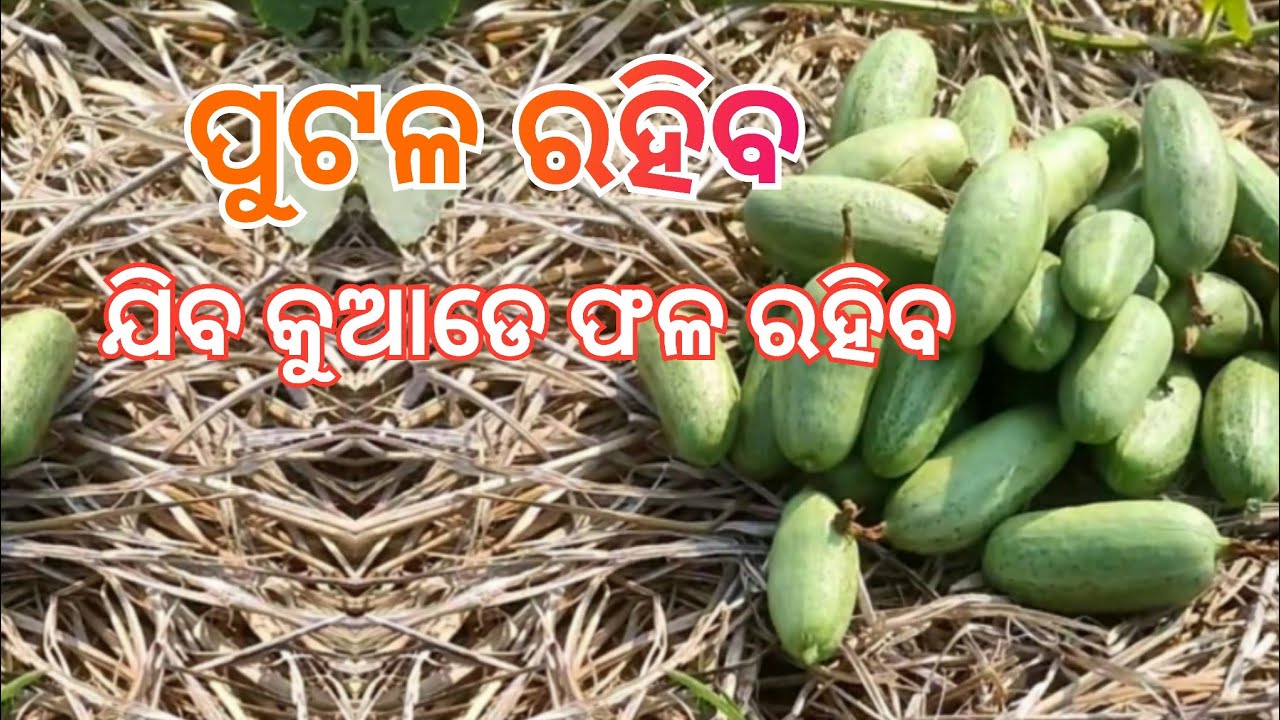 କଲାଈମେଣ୍ଟ ଚେଞ୍ଜ ପରେ. ପୁଟଳ ଫଳ ରହିବ. #Greenparibar Krushak Seba Odisha