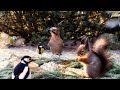 Nature window hang out with birds and red squirrels 10 hours cat  dog tv
