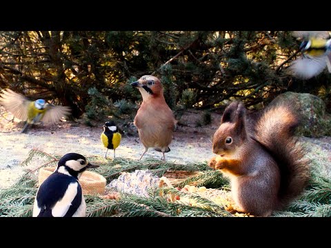 Nature Window: Hang out with Birds and Red Squirrels: 10 hours Cat & Dog Tv