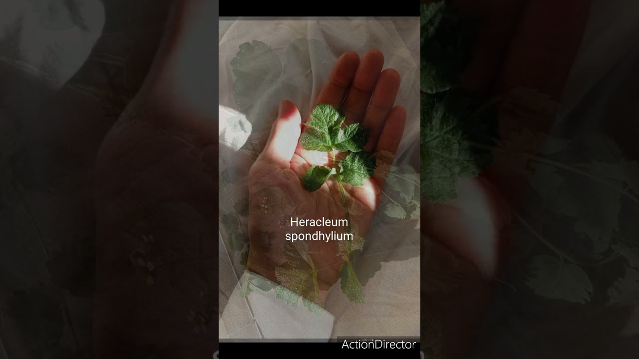 3 Herbs Guts & Gourmet Comfort Dish Tutorial With Lactofermented Veg