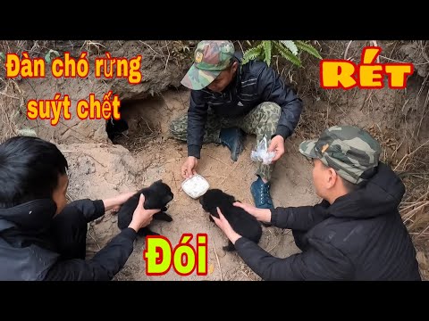 Video Mất Dấu Quái Thú | Thăm Lại Đàn Chó Rừng Tứ Túc Mai... - youtube