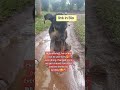 https://gofund.me/6f01f3c7 #doglover #forapeopleandacause #dogrescue #part3 #rescue #dayreel