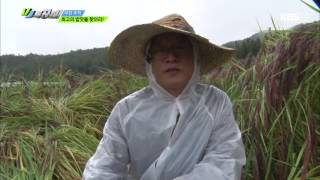 VJ 특공대 - 최고의 밥맛을 찾아라! 1. 20161007