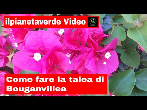 Come riprodurre con la talea la Bouganvillea