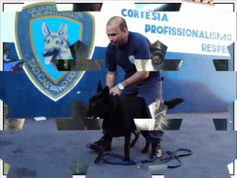 treinamento de co de policia