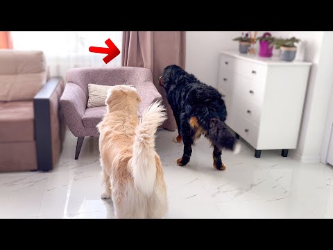 Hiding from my Golden Retriever and Bernese Mountain Dog [Try not to laugh]