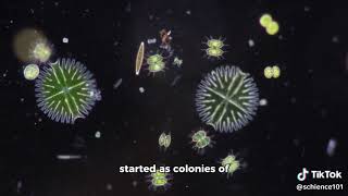 Evolution of Multicellularity