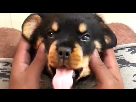 THE BEST CUTE AND FUNNY DOG VIDEOS OF 2023! 🐶