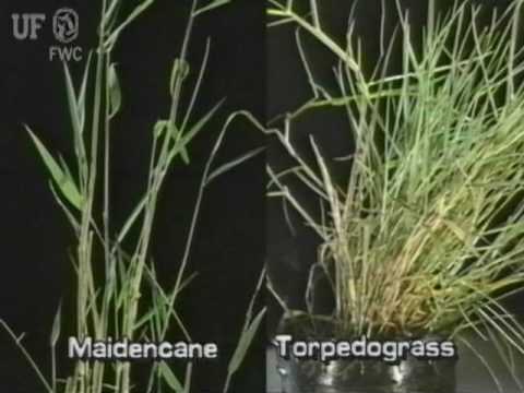 Vídeo: Controle de ervas daninhas do Maidencane: Entendendo as condições de crescimento do Maidencane