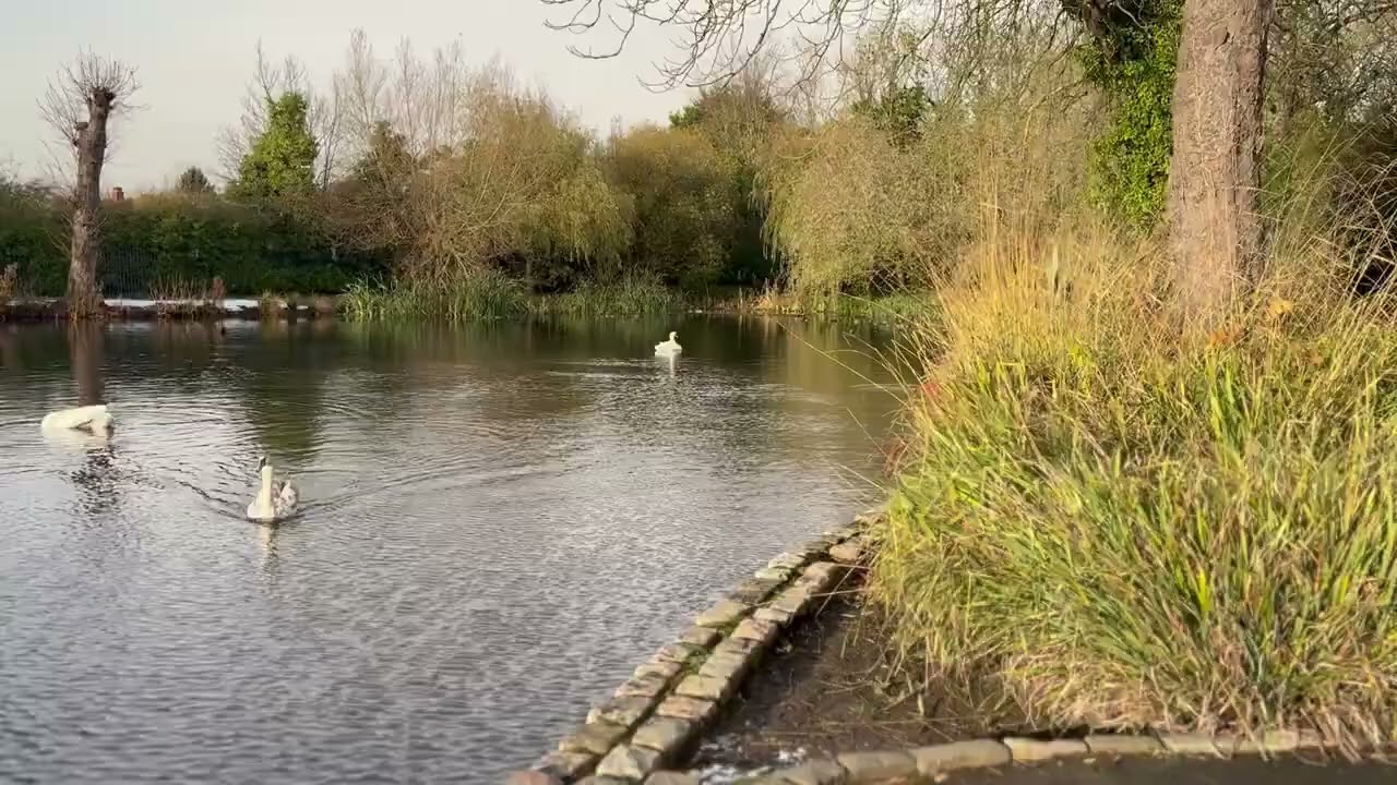 Scenes of winter in park 
