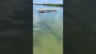 Can You Believe We Encounter Wild Dolphins dolphin floridawildlife dolphins wildlife ecotour