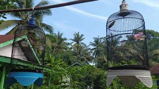 Download Lagu Sogon fullmet vs sogon trotol MP3