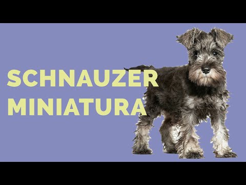 Video: Lo que necesito saber sobre los Schnauzers en miniatura