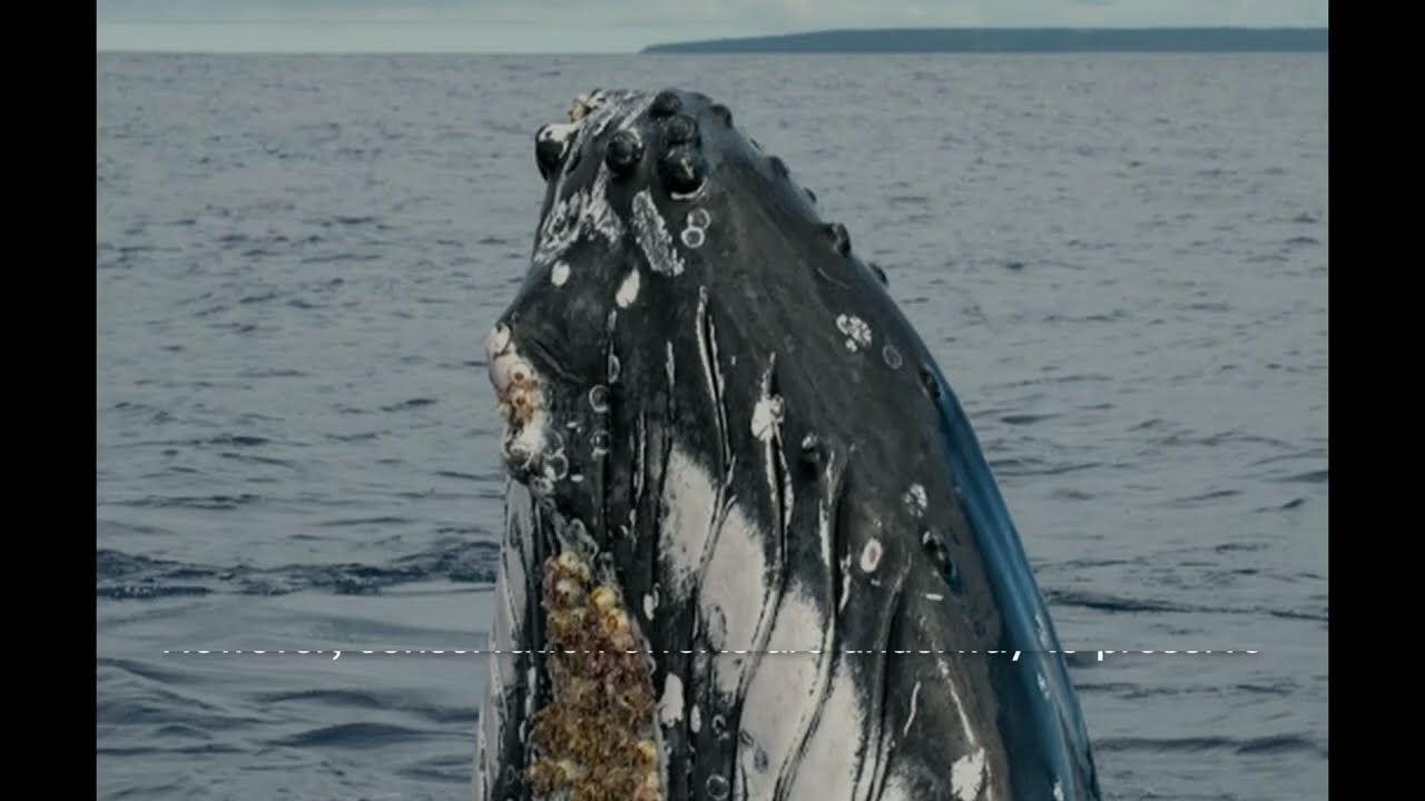 The Bering Sea: A Frontier of Rich Biodiversity and Historical Significance || Chronicles of Fame