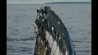 The Bering Sea: A Frontier of Rich Biodiversity and Historical Significance || Chronicles of Fame