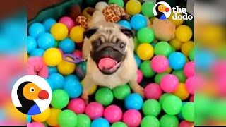 Dogs Playing In Ball Pits! | The Dodo