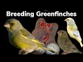 Breeding Greenfinches and their Mutations - a full guide (1)