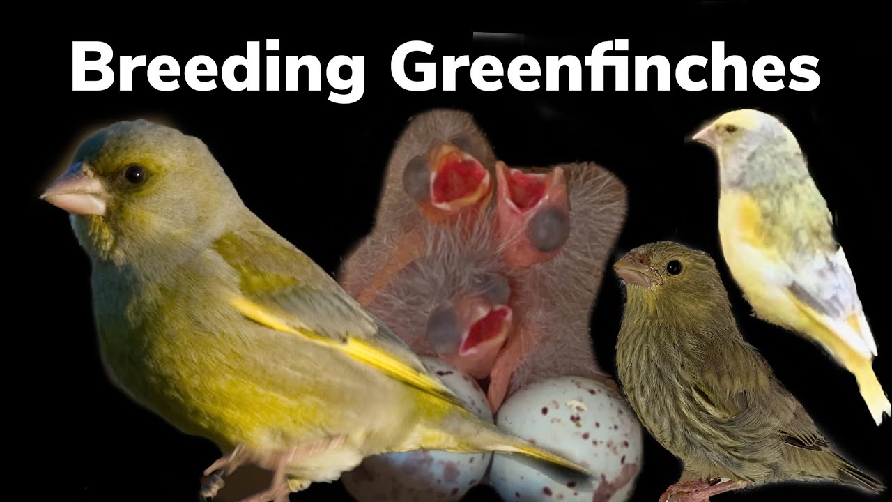 Breeding Greenfinches and their 