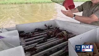 Detailed Heart of Louisiana: Crawfish Profile