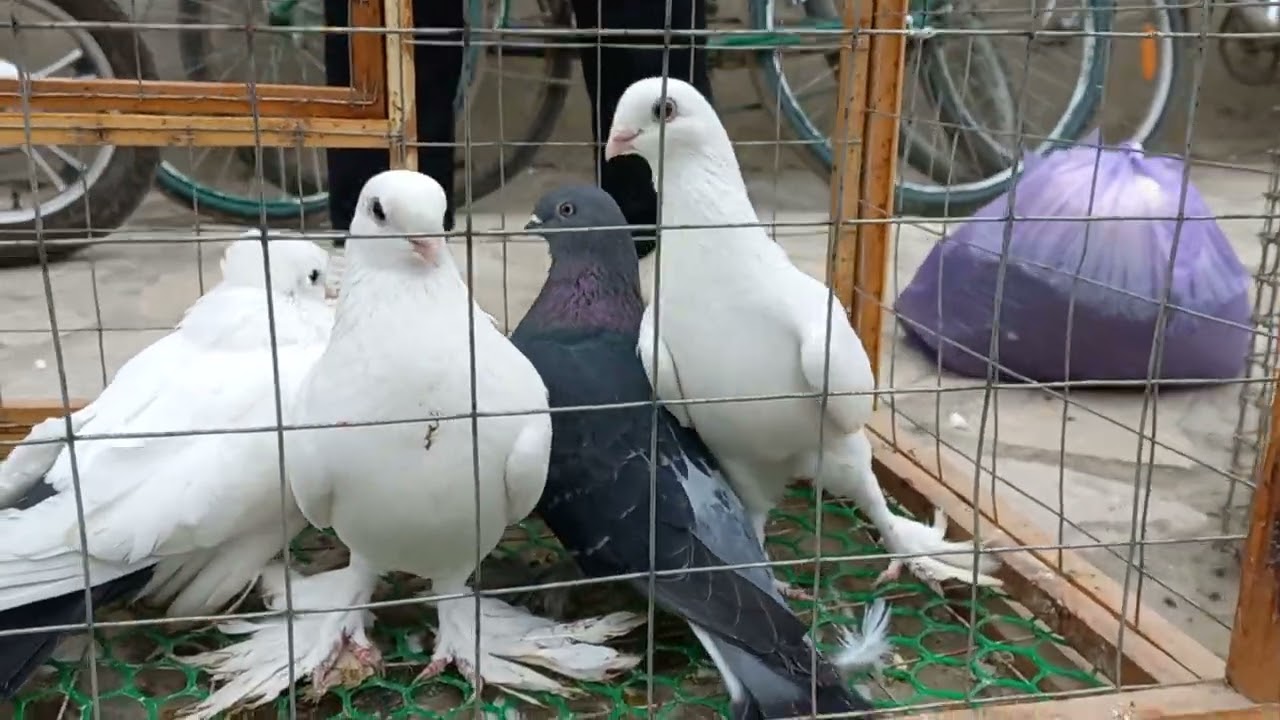 Buxoro shahar Kabutar Bozori 04.01.2026 