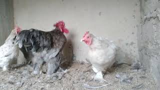 Mating chicken close up || Mating chicken #youtubeshorts #crossing #ytshorts