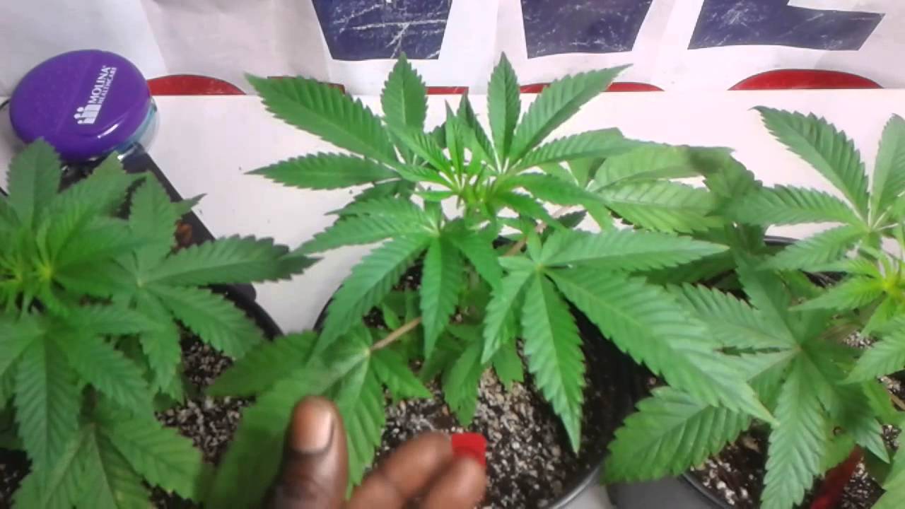 T.S.G - Cosa Pharms Girl's Gone Wild Update Week 6