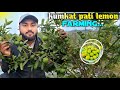 kumkat pati lemon farming. Pakistani pati Lemon farming. pati nimbu ka kheti. lemon farming. lemon 