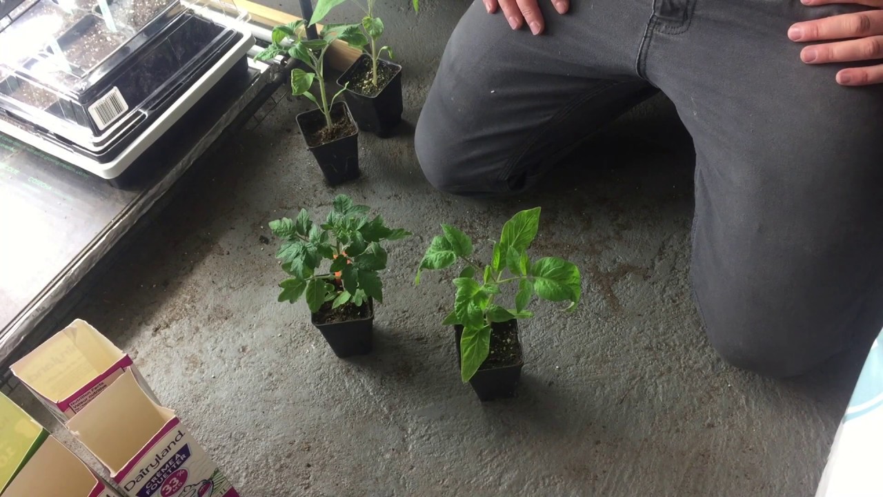 Repotting Tomato Plants YouTube