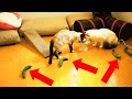 餌食べてる猫の背後にきゅうりを置いてみたらまさかの展開に・・・。Cat vs Cucumber
