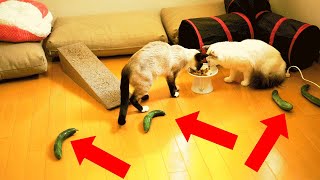 餌食べてる猫の背後にきゅうりを置いてみたらまさかの展開に・・・。Cat vs Cucumber by 猫実験室 538 views 3 years ago 2 minutes, 39 seconds