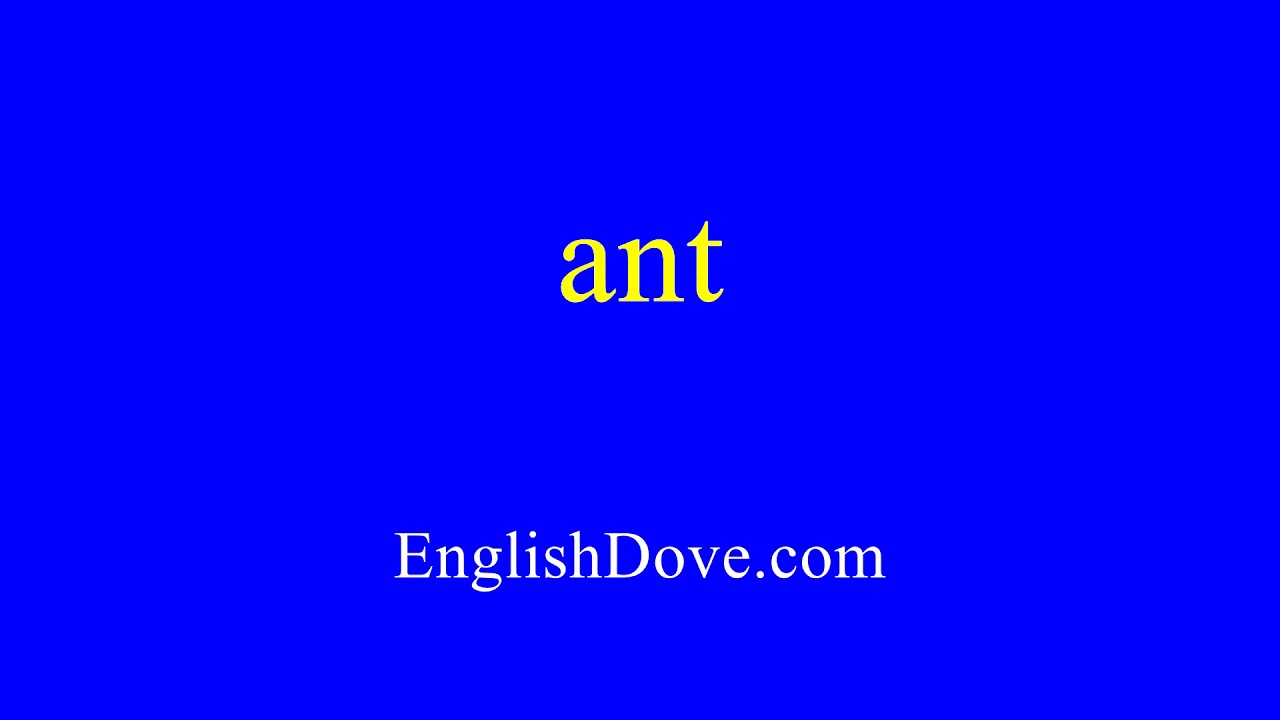 How to pronounce ant in American English.