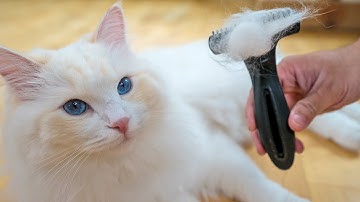 How to Brush your Cat