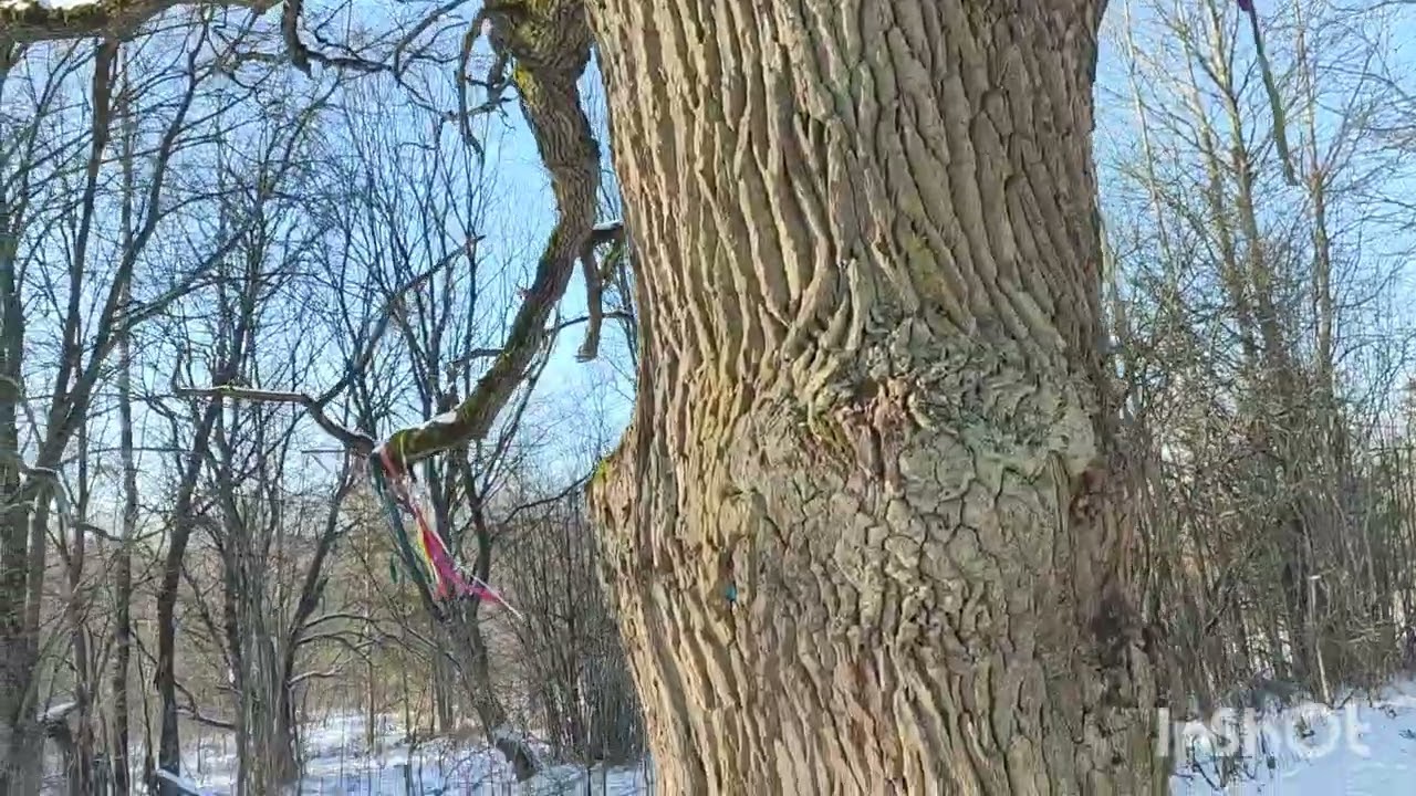 Дуб.@Король и шут.