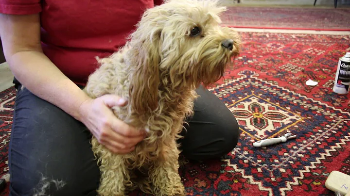 Cavapoo pelspleje video fra Specialdogs