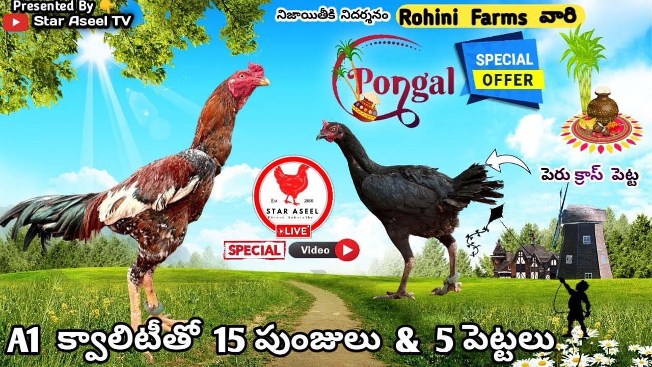 Rohini Farms వారి భీమవరం లైన్ పుంజులు||9014065276||Top Quality Big Range||