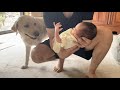 朝から赤ちゃんに会うのが待ち遠しいラブラドールレトリーバー