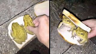 The Toad Sandwitch