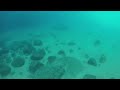 Marine Life-With portable Scuba