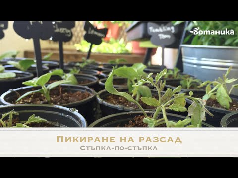 Видео: Кога да засаждате петунии за разсад в Сибир? Как да го посеем правилно? Нарастващи функции