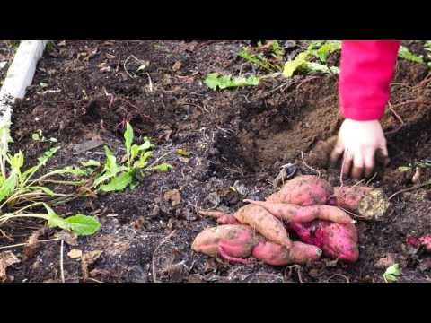 Video: Kunnen zoete aardappelen groeien van zoete aardappelen?