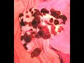 Jolee's' 8 little babies, Got Milk??!