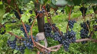 Neturan noir, Madlen czarna, Мадлен чёрная, сверхранний красноягодный сорт винограда