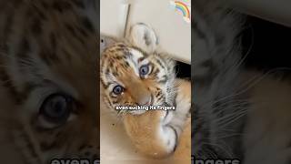 A cute little tiger #tiger #animal #protection #shortvideo