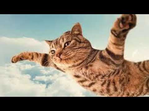 El Chombo - El Gato Volador