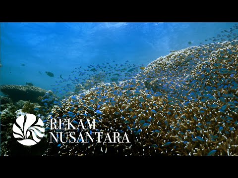 Video: Kehidupan Laut Tahiti dan Biologi Kelautan untuk Penyelam