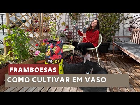 Vídeo: Polana de Framboesa: plantio e cuidado. Descrição da variedade, foto