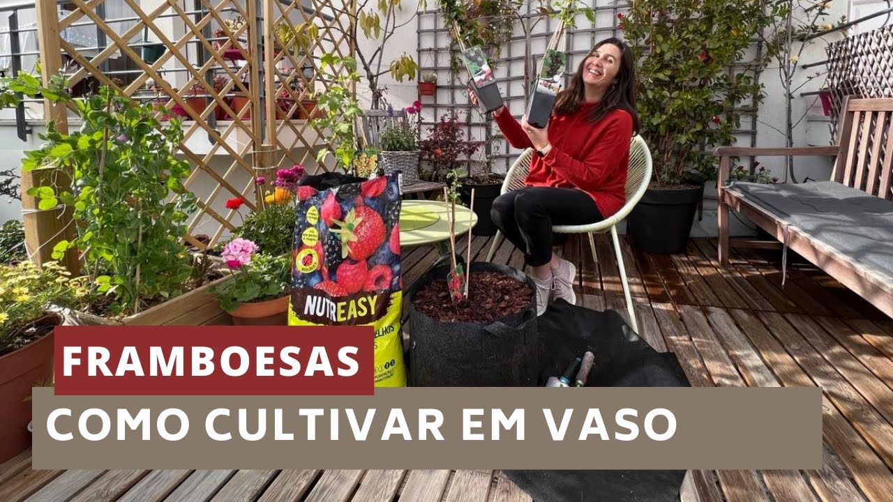 Framboesas - como cultivar em vaso