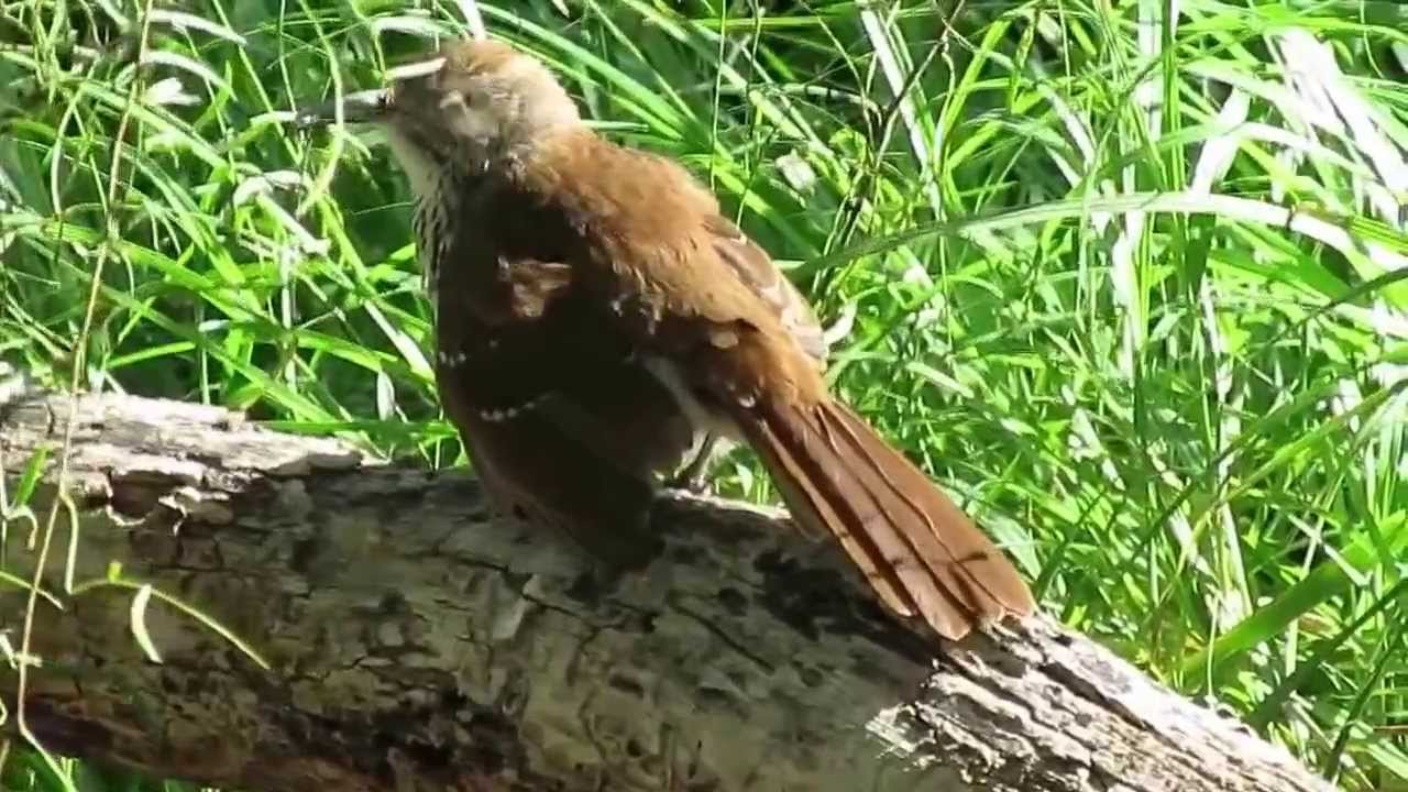 Long-billed Thrasher (Toxostoma longirostre) Sunning and Preening 