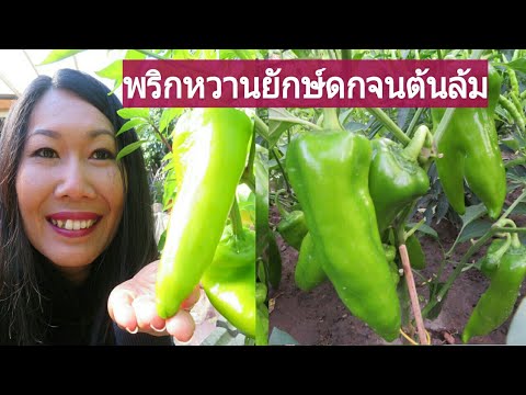 พริกหวานยักษ์ไอโฟนแปดในสวน ดกจนต้นเอน | Spitzpaprika Rot 2019