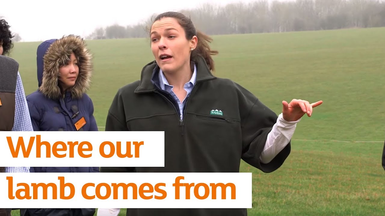video phone beyonce mp3 Where our lamb comes from | Sainsbury's